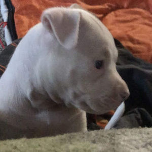 Meet your Posher, Chad